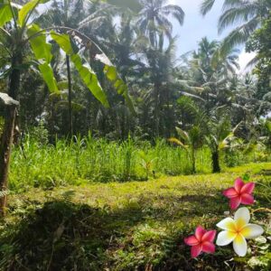 Jual Tanah Ubud JTU 1138