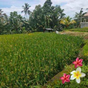 Jual Tanah Ubud JTU 1142