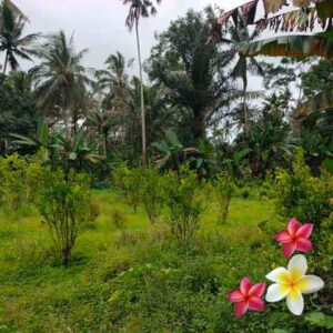 Jual Tanah Ubud JTU 1150