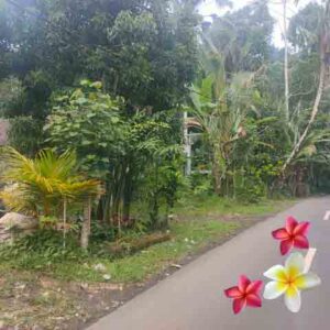 Jual Tanah Ubud JTU 1206