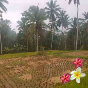 Jual Tanah Ubud JTU 1207