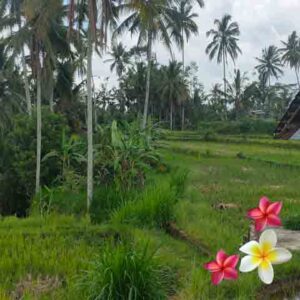 Jual Tanah Ubud JTU 1216