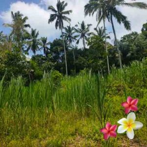 Jual Tanah Ubud JTU 1222