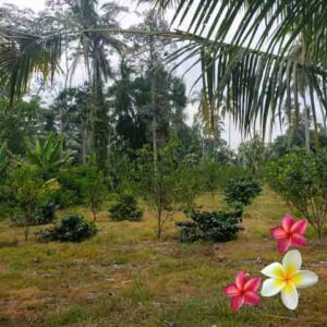 Jual Tanah Ubud JTU 1224