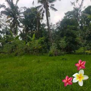 Jual Tanah Ubud JTU 1236