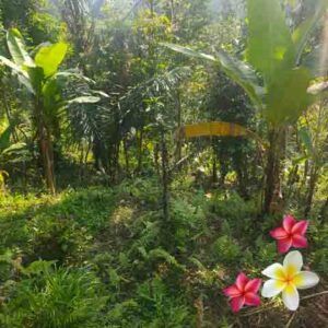 Jual Tanah Ubud JTU 1238