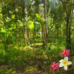 Jual Tanah Ubud JTU 1240