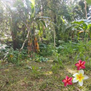 Jual Tanah Ubud JTU 1242