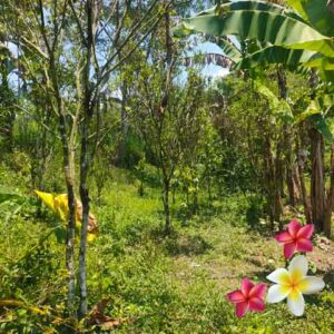 Jual Tanah Ubud JTU 1247
