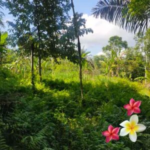 Jual Tanah Ubud JTU 1248