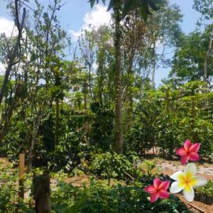 Jual Tanah Ubud JTU 1249